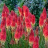Kniphofia hybrid Pyromania Rocket's Red Glare Proven Winners Red Hot Poker