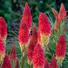 Kniphofia hybrid Pyromania Rocket's Red Glare Proven Winners Red Hot Poker