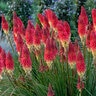 Kniphofia hybrid Pyromania Rocket's Red Glare Proven Winners Red Hot Poker