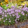 Hosta x Silly String Proven Winners Plantain Lily