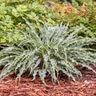 Hosta x Silly String Proven Winners Plantain Lily