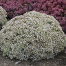 Sedum x Rock N Round Bundle of Joy Proven Winners Stonecrop