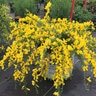 Cytisus scoparius Sister Golden Hair Proven Winners Scotch Broom