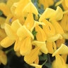 Cytisus scoparius Sister Golden Hair Proven Winners Scotch Broom