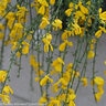 Cytisus scoparius Sister Golden Hair Proven Winners Scotch Broom