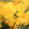Cytisus scoparius Sister Golden Hair Proven Winners Scotch Broom