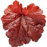 Heuchera x Primo Mahogany Monster Proven Winners Coral Bells