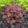 Heuchera x Primo Mahogany Monster Proven Winners Coral Bells