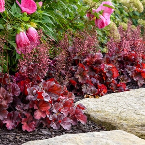Heuchera x Primo Mahogany Monster Proven Winners Coral Bells True 1 gal. (3.79 L) Container