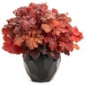 Heuchera x Primo Mahogany Monster Proven Winners Coral Bells
