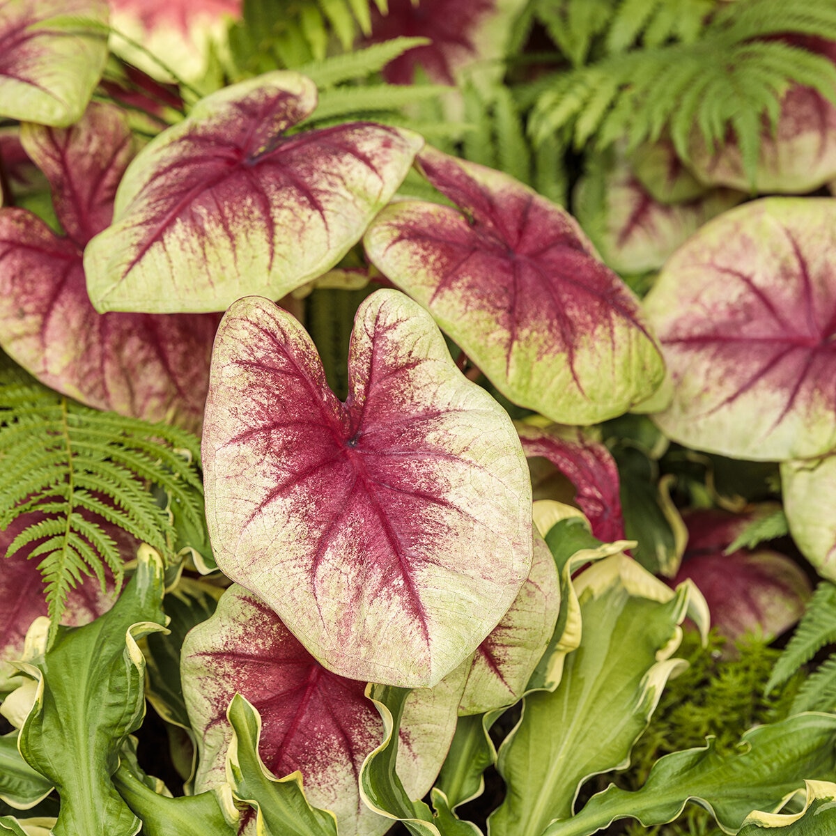 Caladium hortulanum Heart to Heart Lemon Blush Proven Winners Strap ...