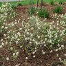 Fothergilla x intermedia Legends of the Small Proven Winners Fothergilla
