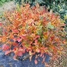Fothergilla x intermedia Legends of the Small Proven Winners Fothergilla