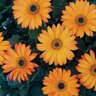 Arctotis x The Ravers Sun Spot Orange Proven Winners African Daisy