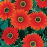 Arctotis x The Ravers Pumpkin Pie Proven Winners African Daisy