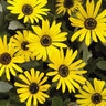 Arctotis x The Ravers Bumble Bee Proven Winners African Daisy