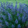 Caryopteris x clandonensis Color Choice Beyond Midnight Proven Winners Bluebeard