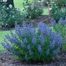 Caryopteris x clandonensis Color Choice Beyond Midnight Proven Winners Bluebeard