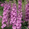 Delphinium x hybridus Delgenius Chantay Proven Winners Larkspur