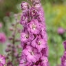 Delphinium x hybridus Delgenius Chantay Proven Winners Larkspur