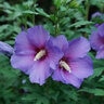Hibiscus x Paraplu Violet Proven Winners Rose of Sharon