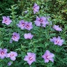 Hibiscus x Paraplu Violet Proven Winners Rose of Sharon