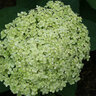 Hydrangea arborescens Lime Rickey Proven Winners Smooth Hydrangea