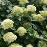 Hydrangea arborescens Lime Rickey Proven Winners Smooth Hydrangea