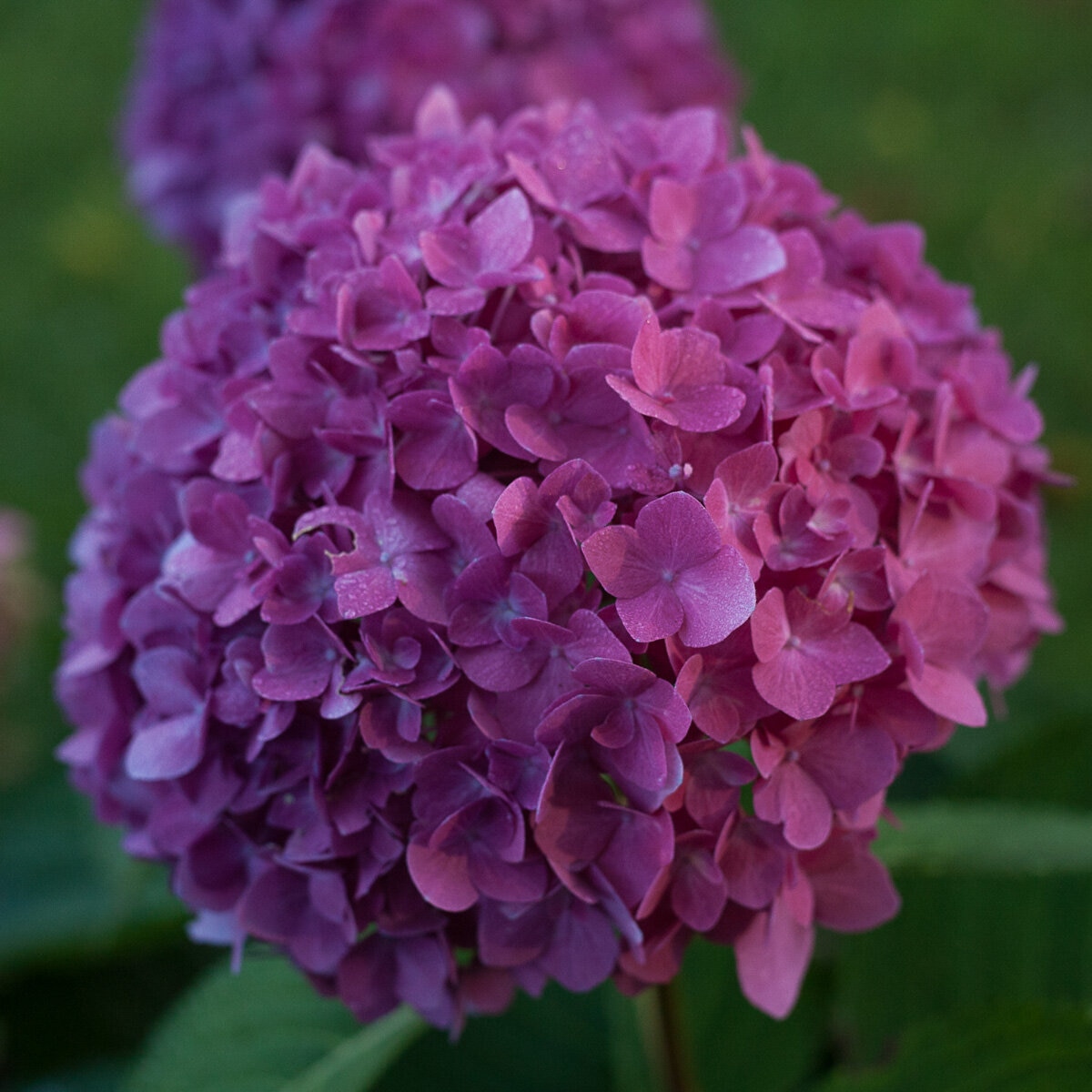 Hydrangea macrophylla Let's Dance Rave Proven Winners Big Leaf ...