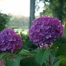 Hydrangea macrophylla Let's Dance Rave Proven Winners Big Leaf Hydrangea