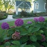 Hydrangea macrophylla Let's Dance Rave Proven Winners Big Leaf Hydrangea