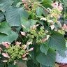 Schizophragma hydrangeoides Rose Sensation Proven Winners False Hydrangea Vine