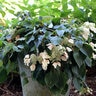 Schizophragma hydrangeoides Rose Sensation Proven Winners False Hydrangea Vine