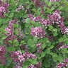 Syringa x Bloomerang Dwarf Purple Proven Winners Lilac