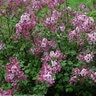 Syringa X Scent and Sensibility Pink Lilac