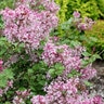 Syringa X Scent and Sensibility Pink Lilac