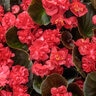 Begonia semperflorens Double Up Red Proven Winners Bronze Leaf Wax Begonia