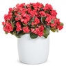 Begonia semperflorens Double Up Red Proven Winners Bronze Leaf Wax Begonia