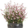 Gaura lindheimeri Karalee Proven Winners Gaura