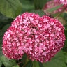 Hydrangea arborescens Invincibelle Spirit II Proven Winners Smooth Hydrangea
