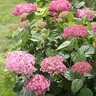 Hydrangea arborescens Invincibelle Spirit II Proven Winners Smooth Hydrangea