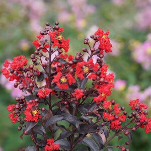 Lagerstroemia indica Center Stage Red Proven Winners Crape Mrytle