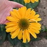 Echinacea X Color Coded One in a Melon Coneflower