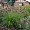 Cenchrus (Pennisetum) alopecuroides Puppy Love Proven Winners Fountain Grass
