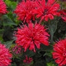 Monarda didyma Pardon My Cerise Proven Winners Bee Balm