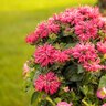 Monarda didyma Pardon My Cerise Proven Winners Bee Balm