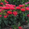 Monarda didyma Pardon My Cerise Proven Winners Bee Balm