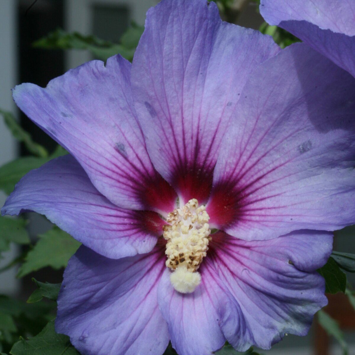 Hibiscus syriacus Azurri Blue Satin Proven Winners Rose of Sharon ...
