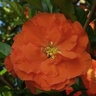Chaenomeles speciosa Double Take Orange Proven Winners Flowering Quince