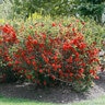 Chaenomeles speciosa Double Take Orange Proven Winners Flowering Quince